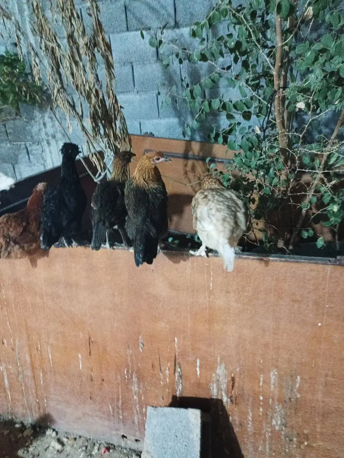 فروش مرغ محلی اصیل تخم گذار|حیوانات مزرعه|لامرد, |دیوار