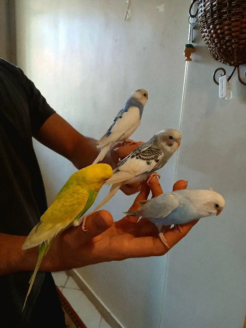 مرغ عشق|پرنده|اندیشه, اندیشه فاز ۵|دیوار