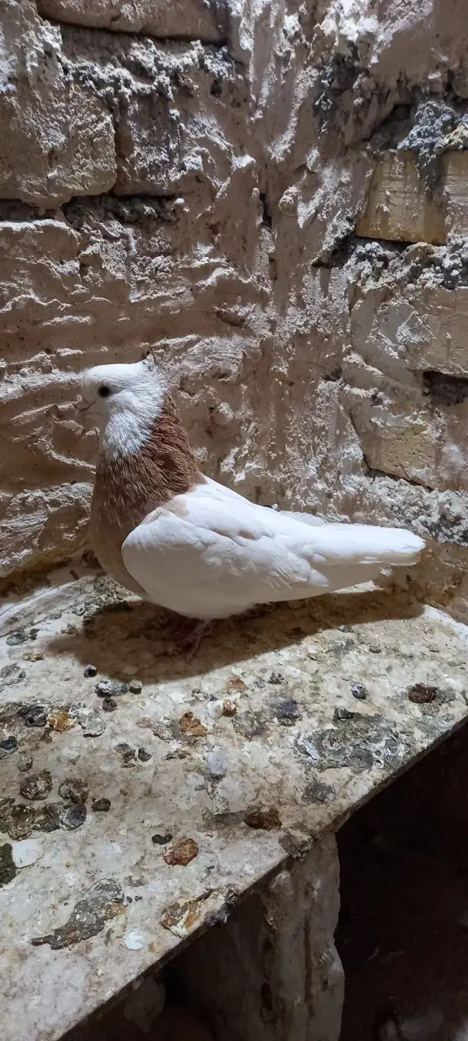 یک جفت طوقی|پرنده|تاکستان, |دیوار