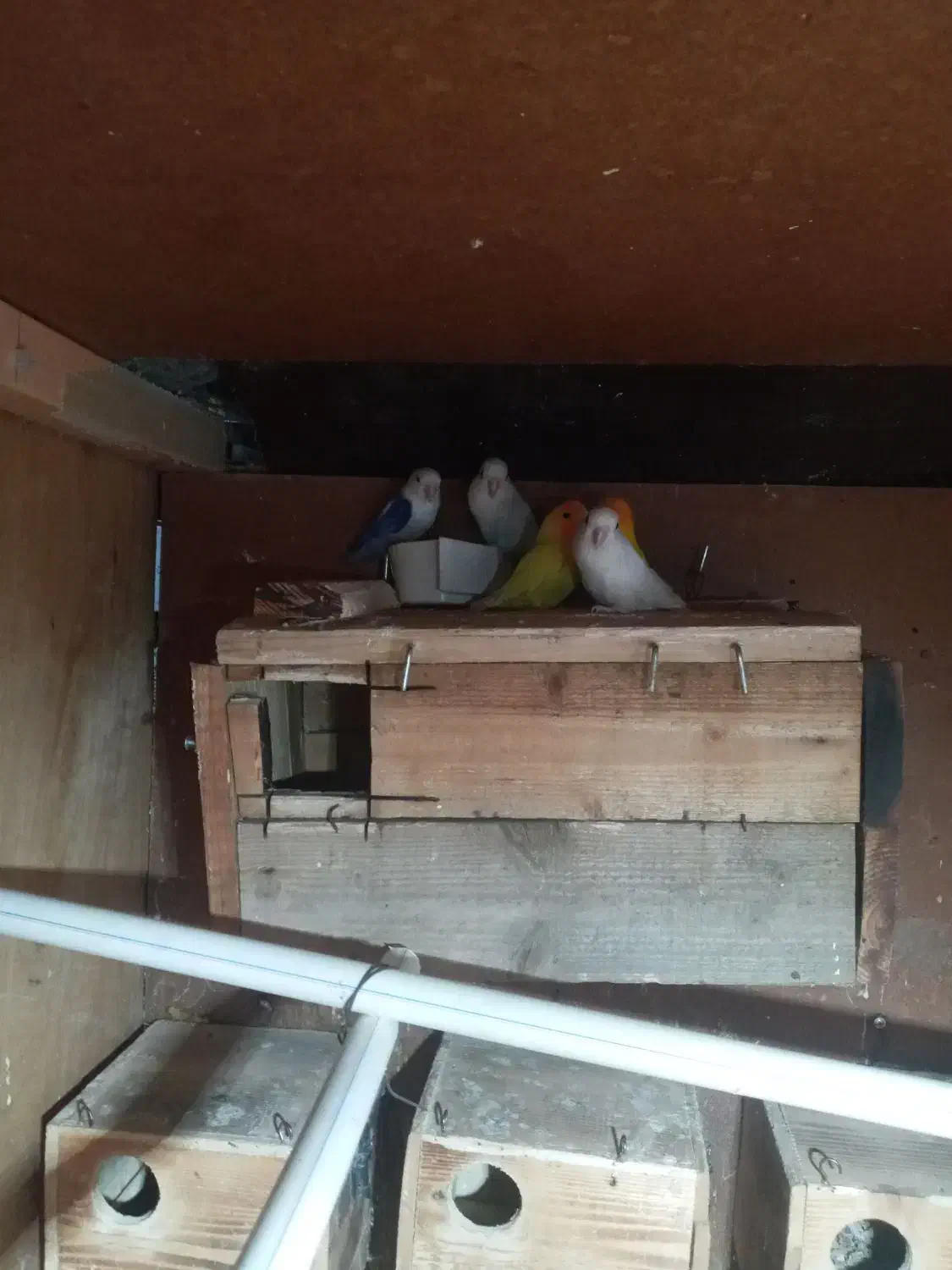 حیوانات و لوازم|پرنده|رستمکلا, |دیوار