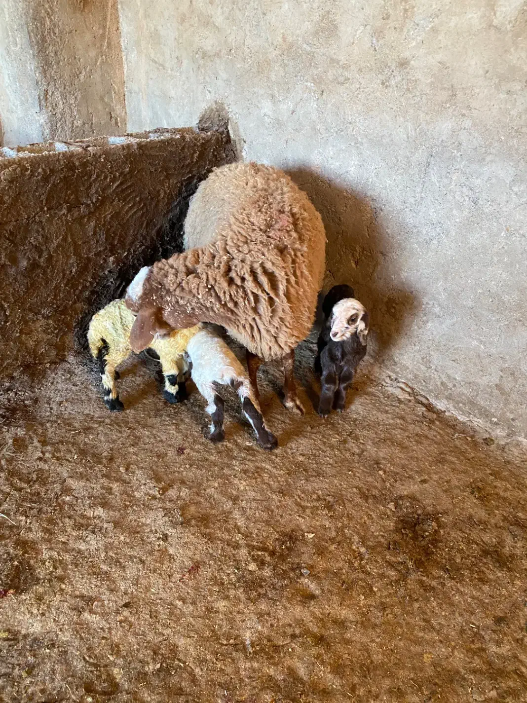 فروشی بره ماده وکهره|حیوانات مزرعه|کرمان, |دیوار