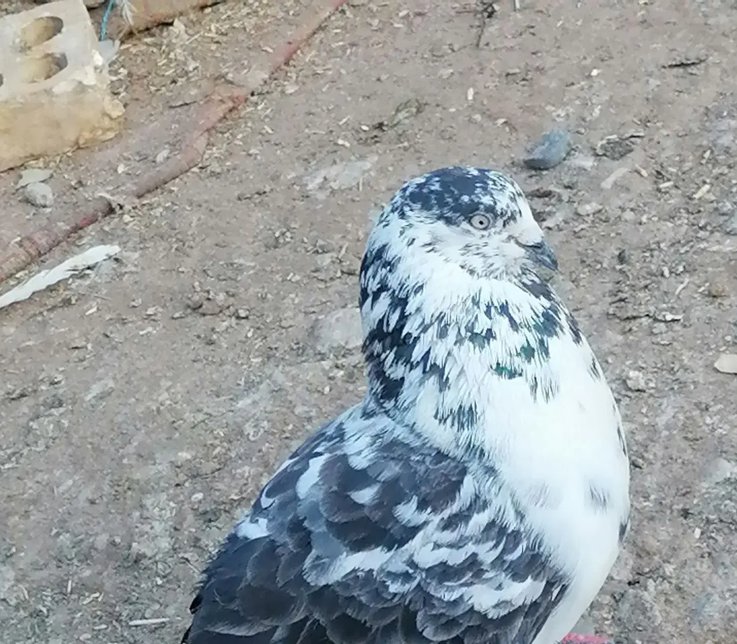 چندتا کفتر بازی کن وپرش بالا|پرنده|فهرج, |دیوار