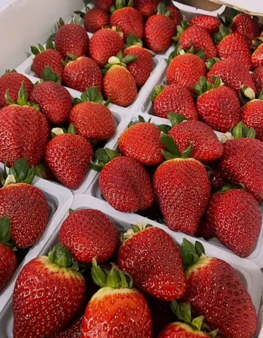 نهال توت فرنگی کاماروس|گل و گیاه طبیعی|مزرعه کتول, |دیوار