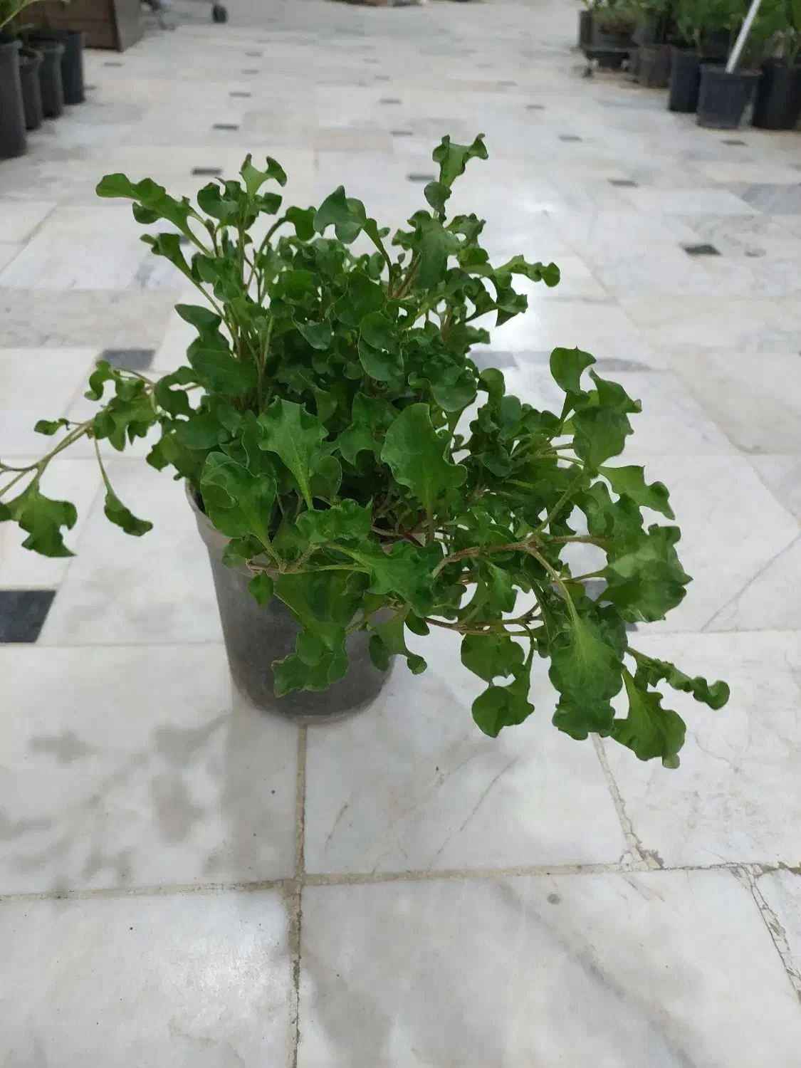 گل شفلرا ابلق..نخل ماداگاسکار.. بنسای آدنیوم|گل و گیاه طبیعی|قم, نیروگاه|دیوار