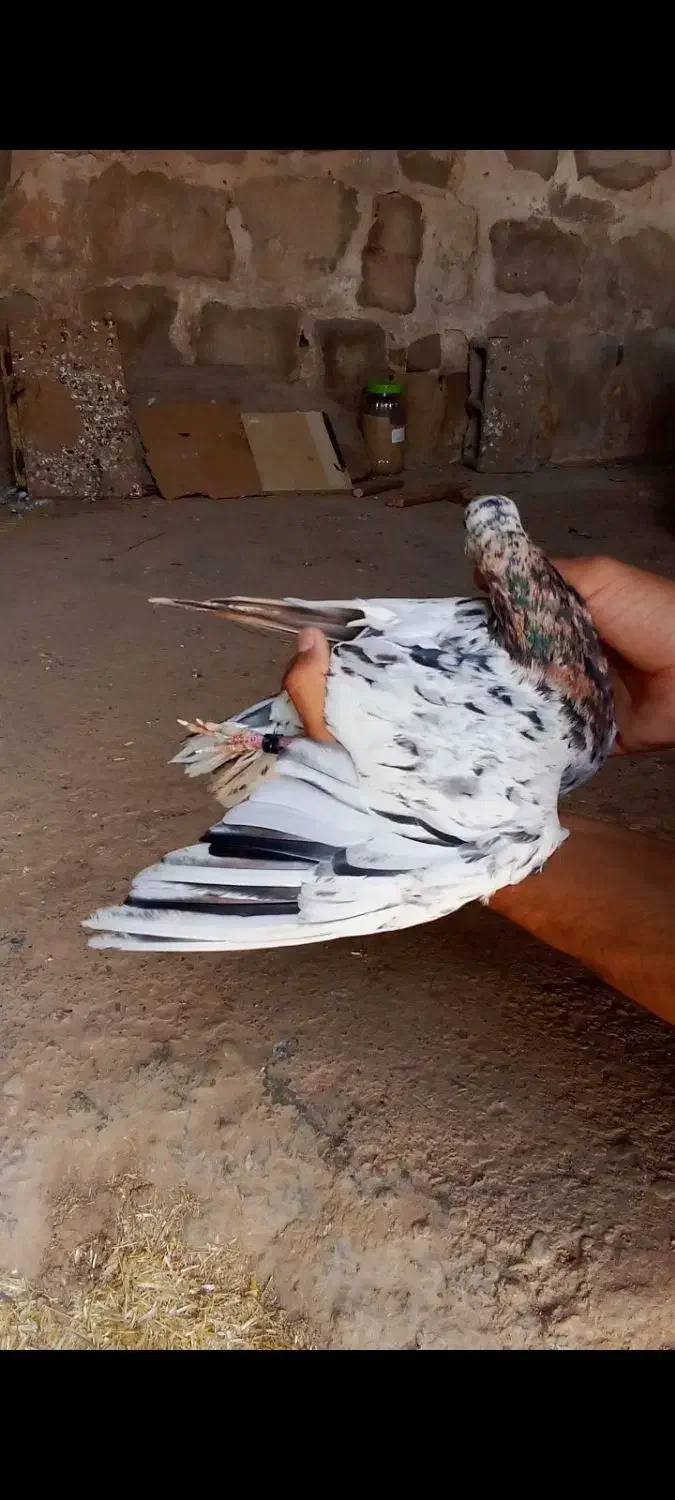 پرنده کبوتر|پرنده|لالی, |دیوار