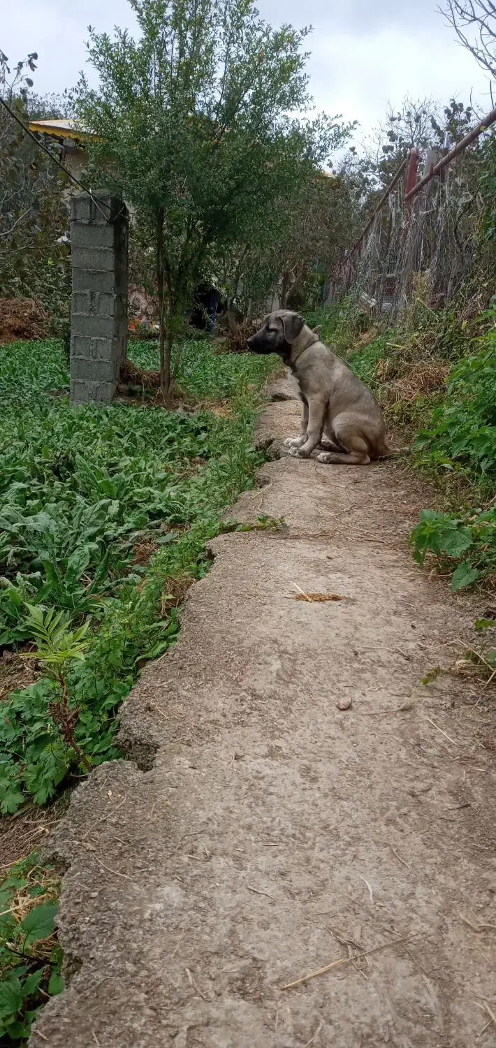 توله سرابی|سگ|رحیمآباد, |دیوار