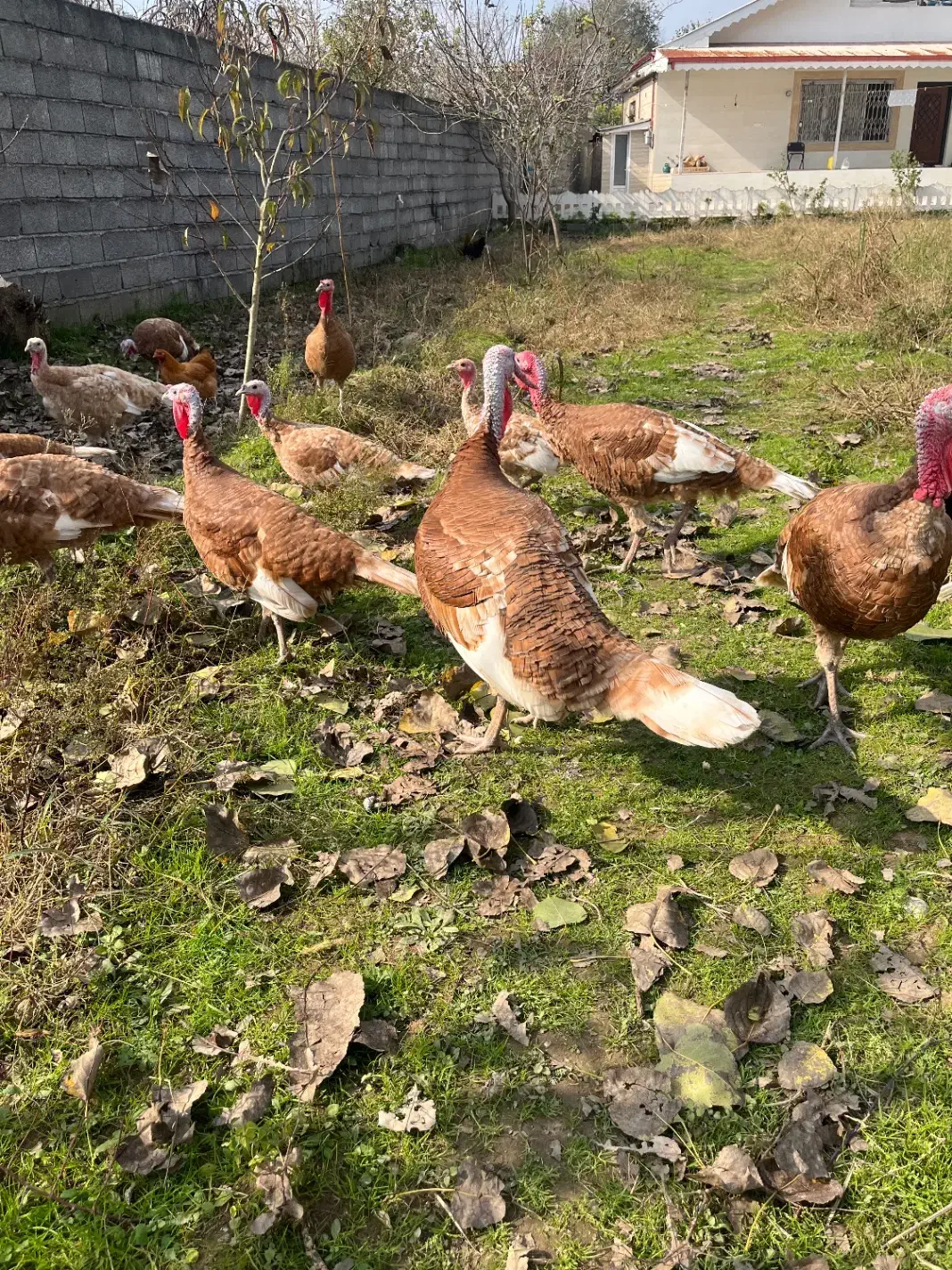 بوقلمون بوربن|حیوانات مزرعه|آستانه اشرفیه, |دیوار