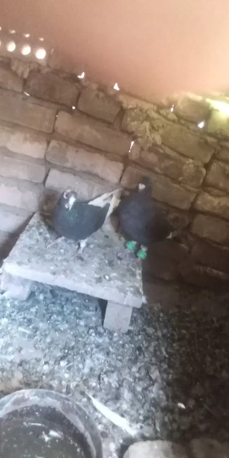 قره دم سفید|پرنده|سبزوار, رباط|دیوار