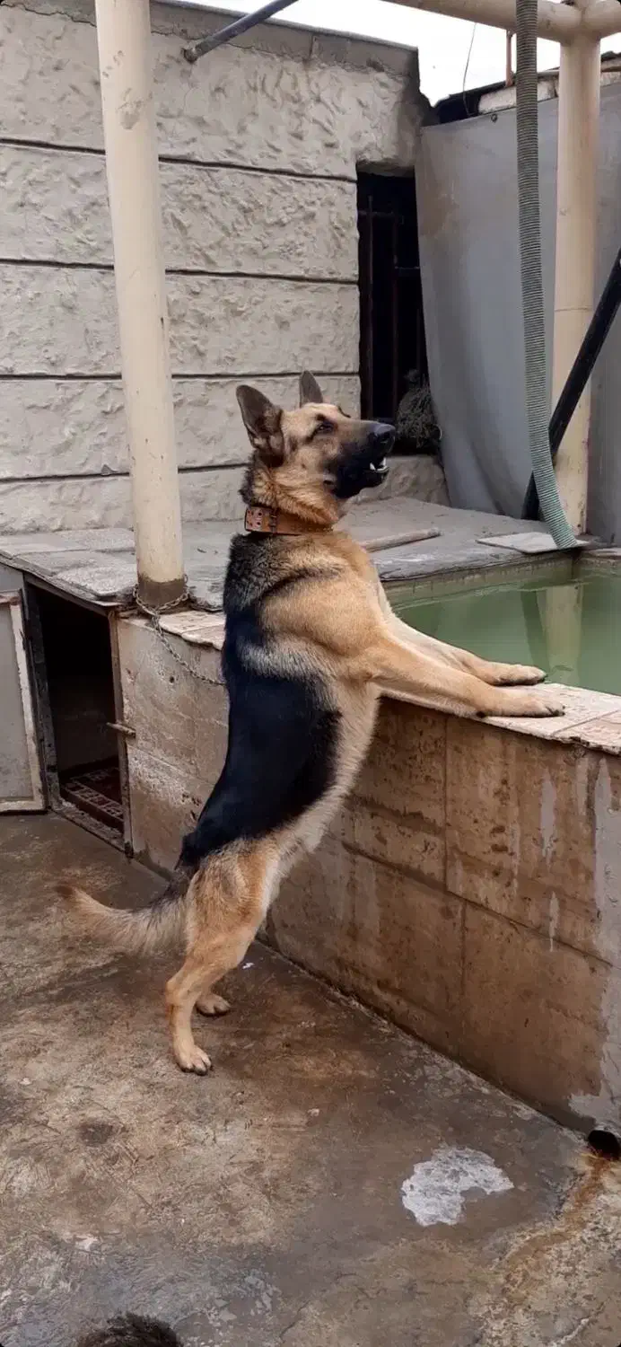 ژرمن ورک نر|سگ|ری, علایین|دیوار