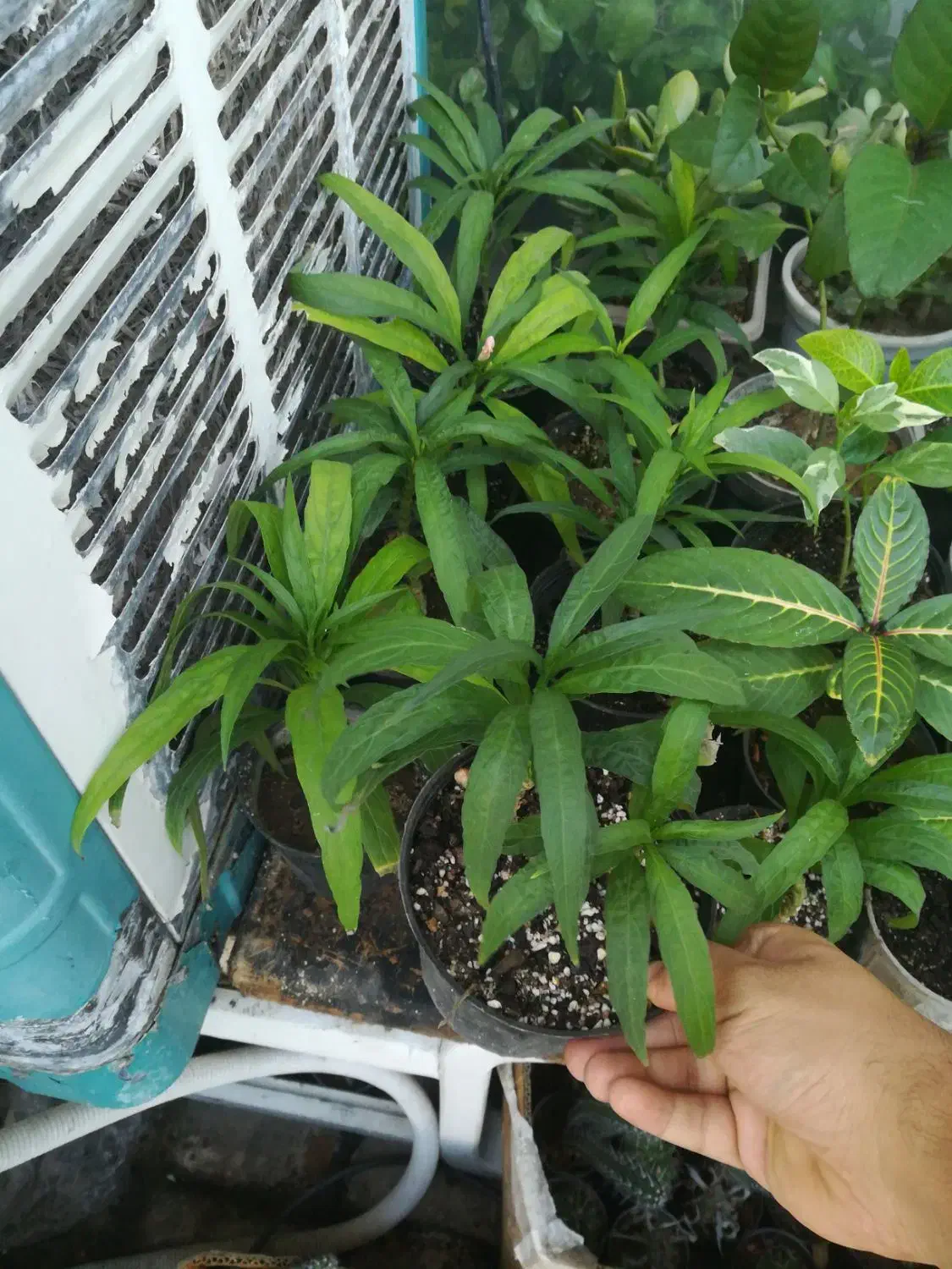 گل اپارتمانی مقاوم|گل و گیاه طبیعی|فسا, |دیوار