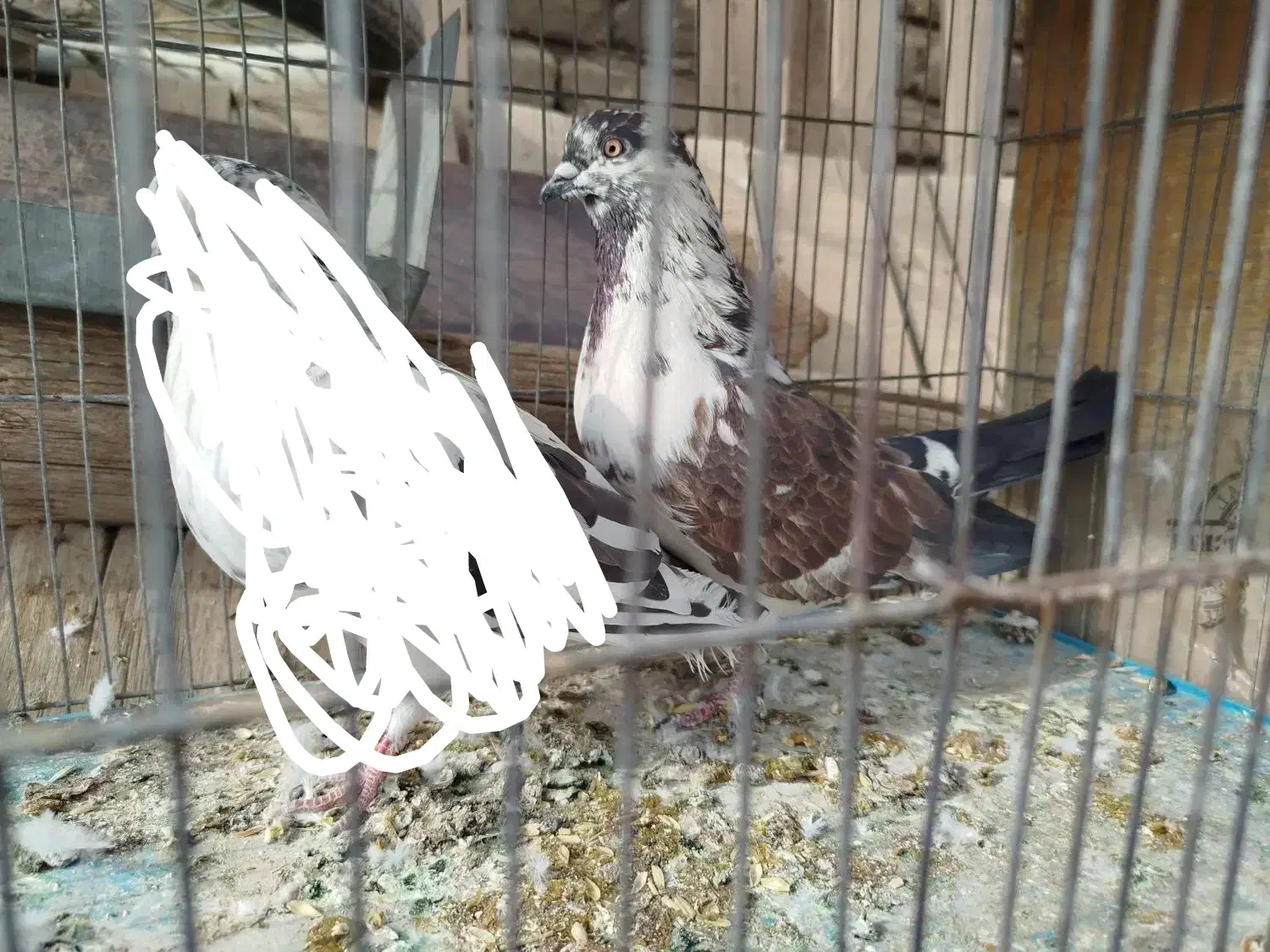 کفتر پرشی شمرون و قم|پرنده|اصفهان, کشاورزی|دیوار