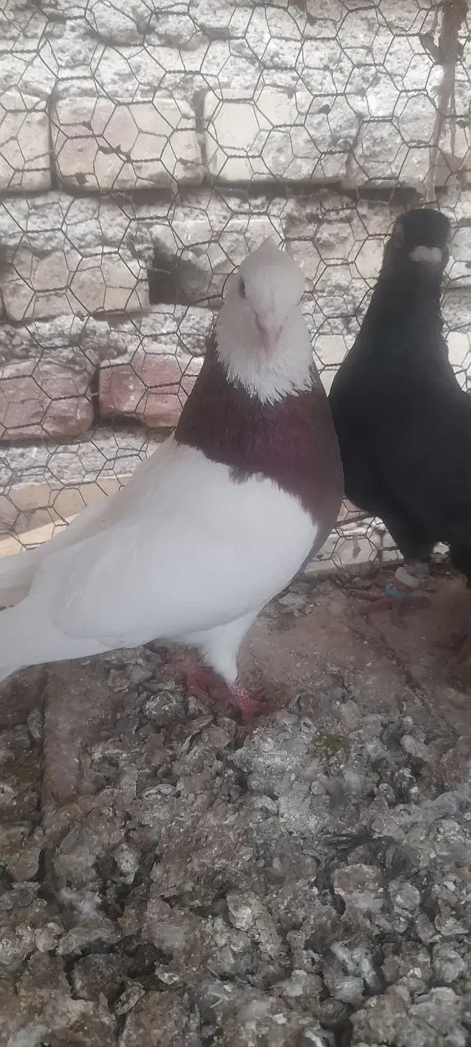 کبوتررنگی|پرنده|آباده, |دیوار