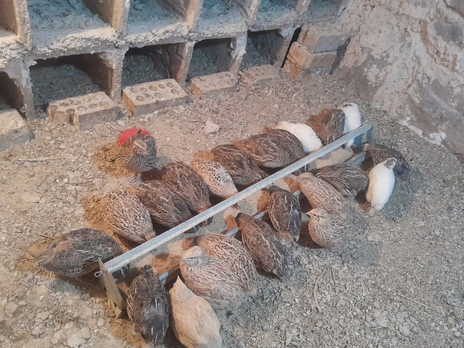 بلدرچین|حیوانات مزرعه|نیشابور, مازول|دیوار