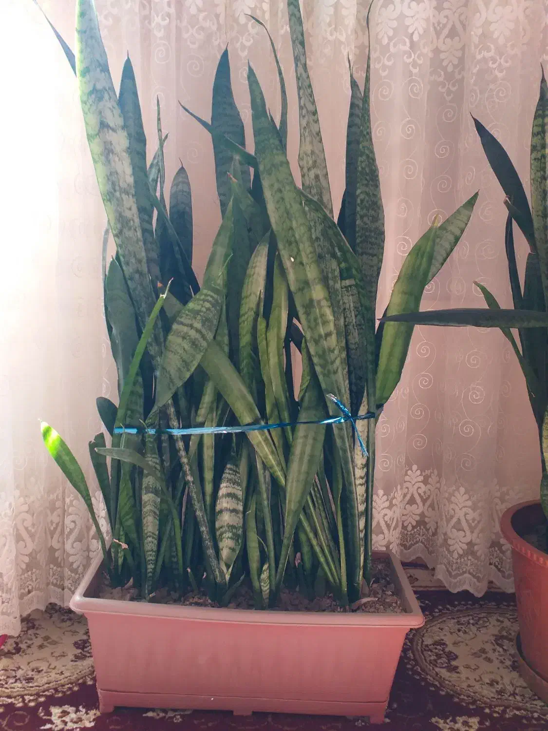 گل سانسوریا|گل و گیاه طبیعی|اهر, |دیوار