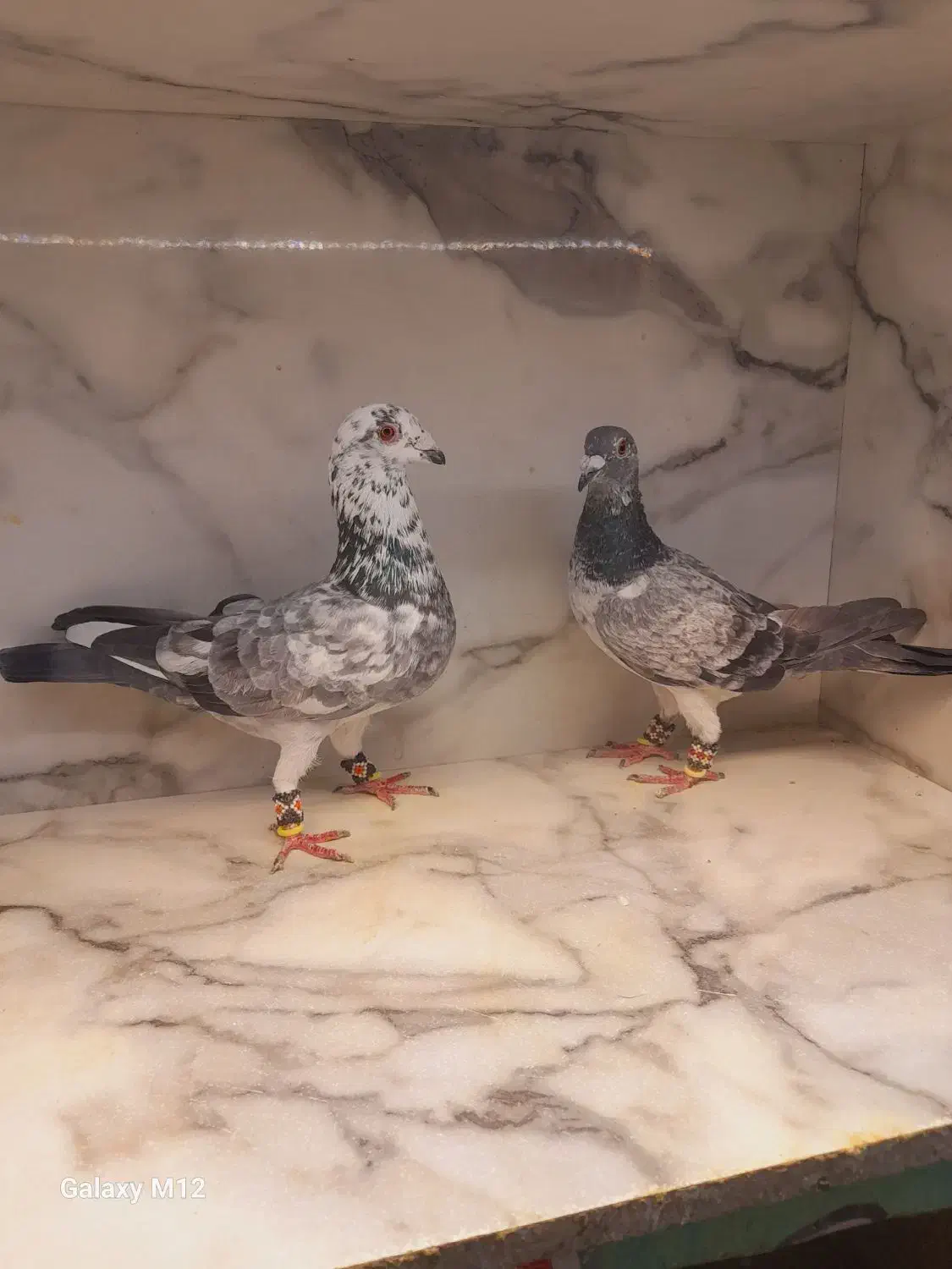 کفتر قره زرد بزک طوقی هفت رنگ ساده کاکلی|پرنده|مشهد, قائم|دیوار