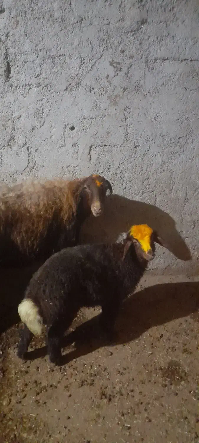 میش وبره|حیوانات مزرعه|کرمانشاه, |دیوار