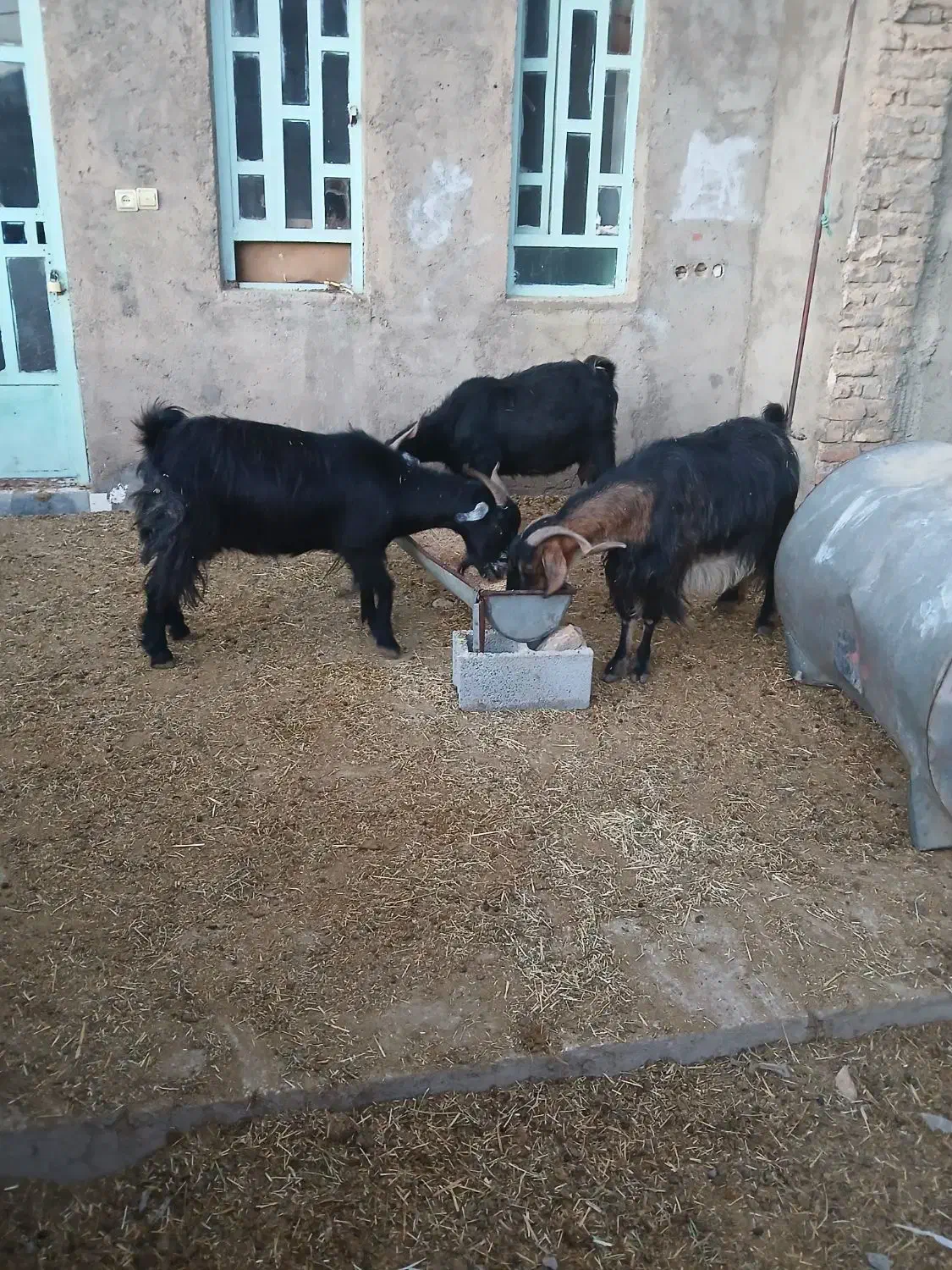 حیوانات|حیوانات مزرعه|سوری, |دیوار