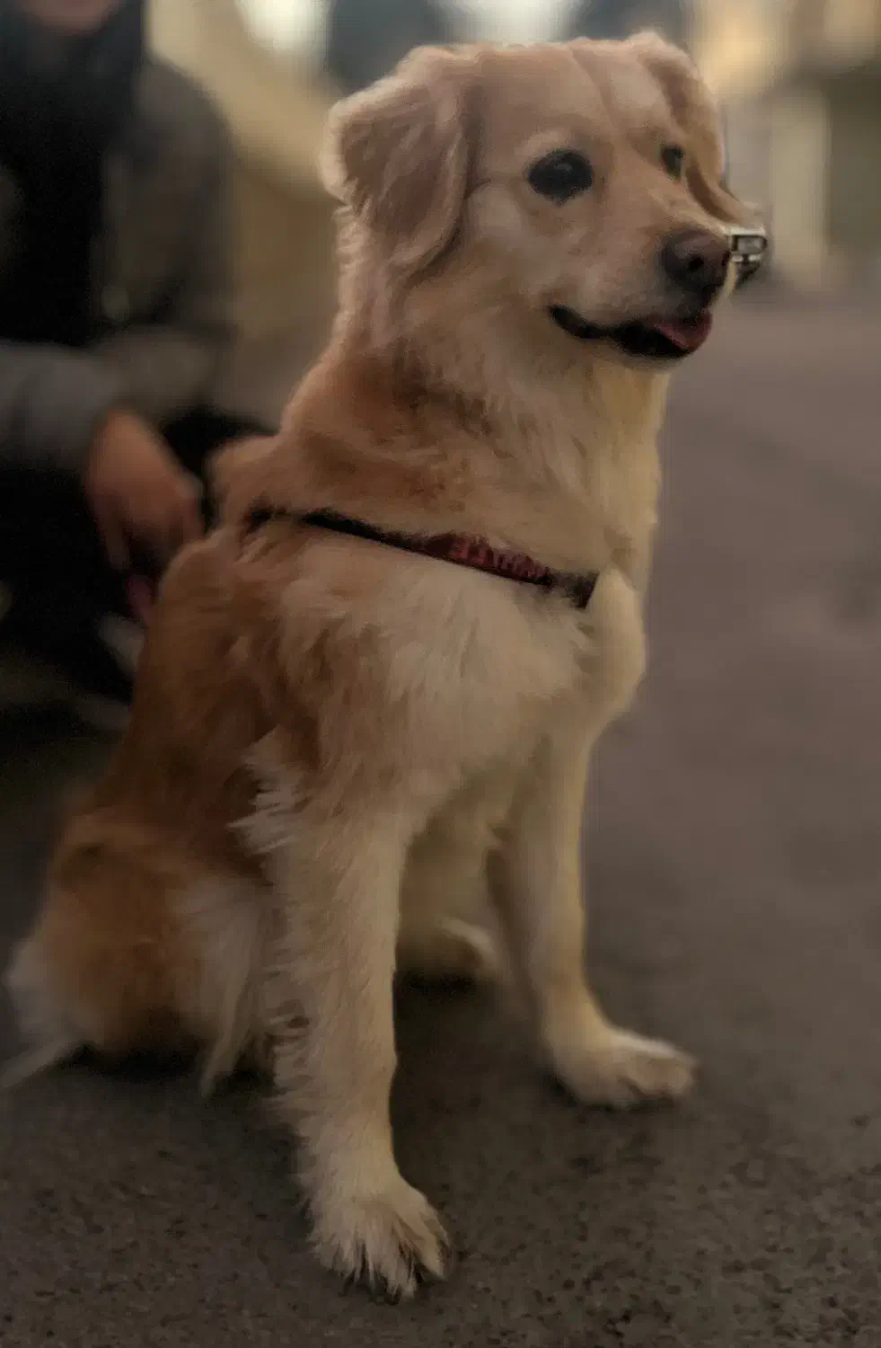 Baby Golden 6 Mahe|سگ|اصفهان, نقش جهان|دیوار