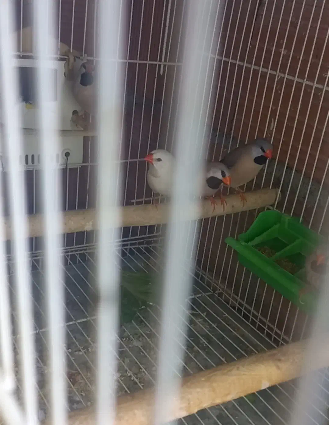 فنچ کرواتی مولد|پرنده|آزادشهر, |دیوار