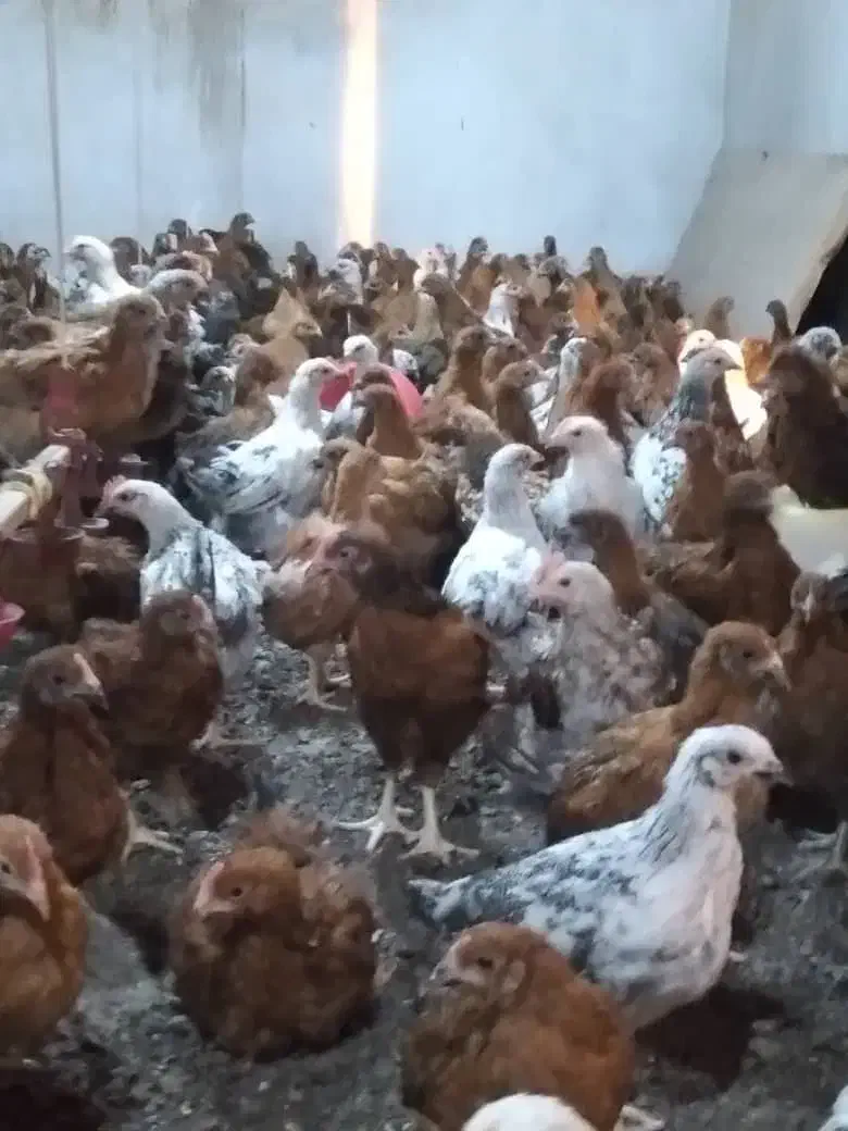 جوجه و مرغ|حیوانات مزرعه|اندیمشک, |دیوار