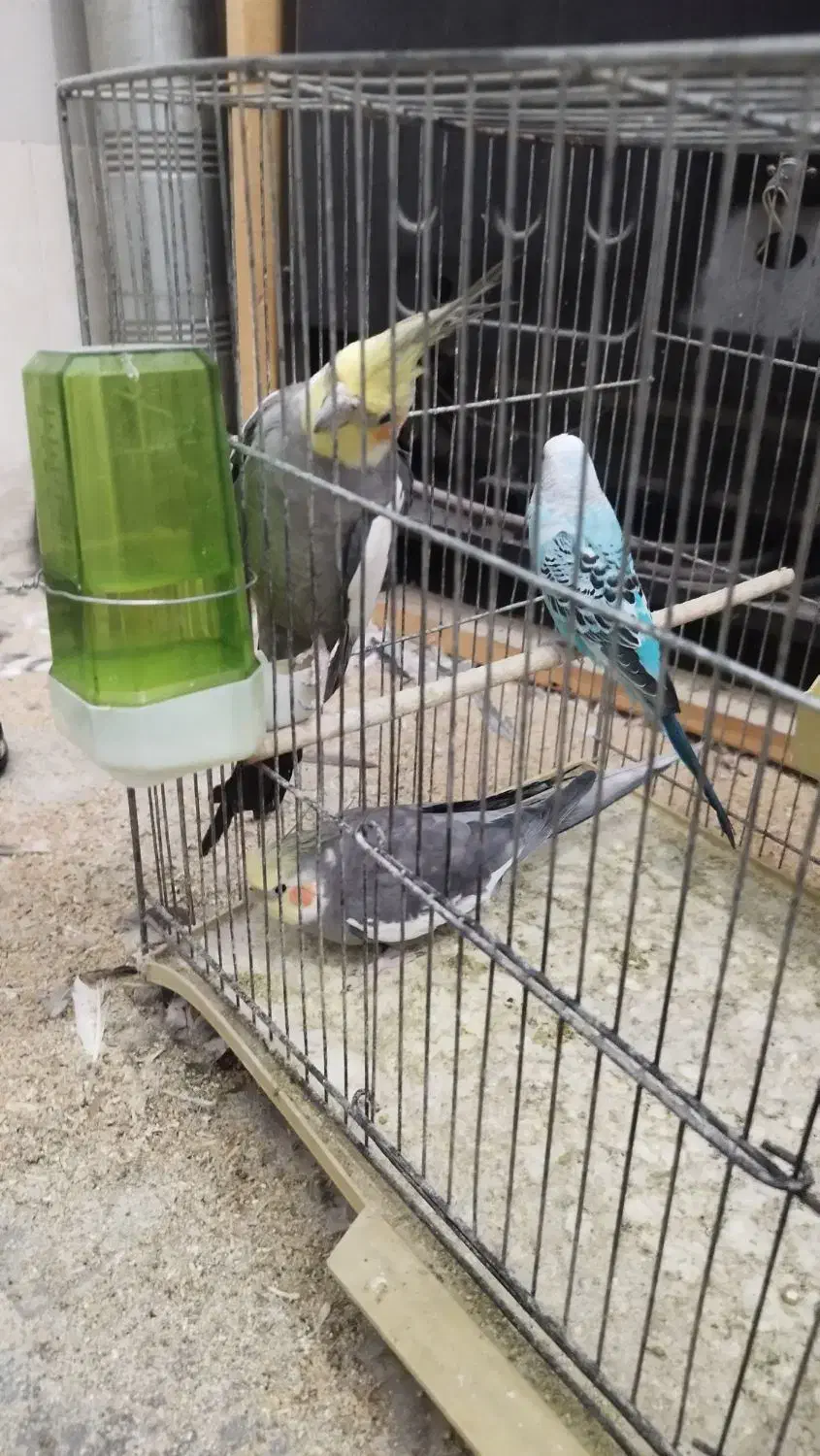 عروس هلندی|پرنده|قم, نخودی|دیوار