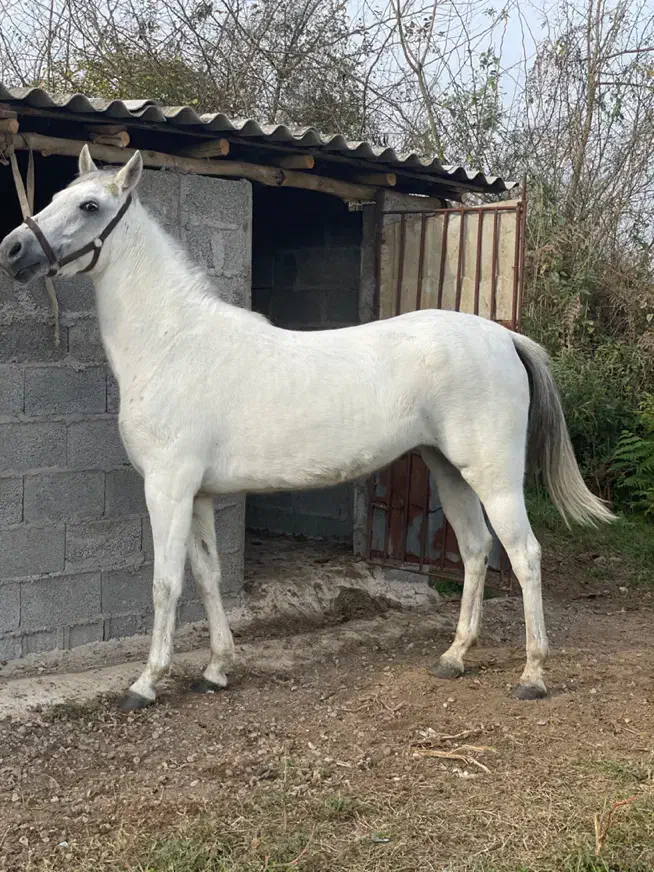 مادیان کرد 5 سال درشت دولا فقیر ارام شکم خالی|اسب و تجهیزات اسبسواری|رشت, حومه رشت|دیوار