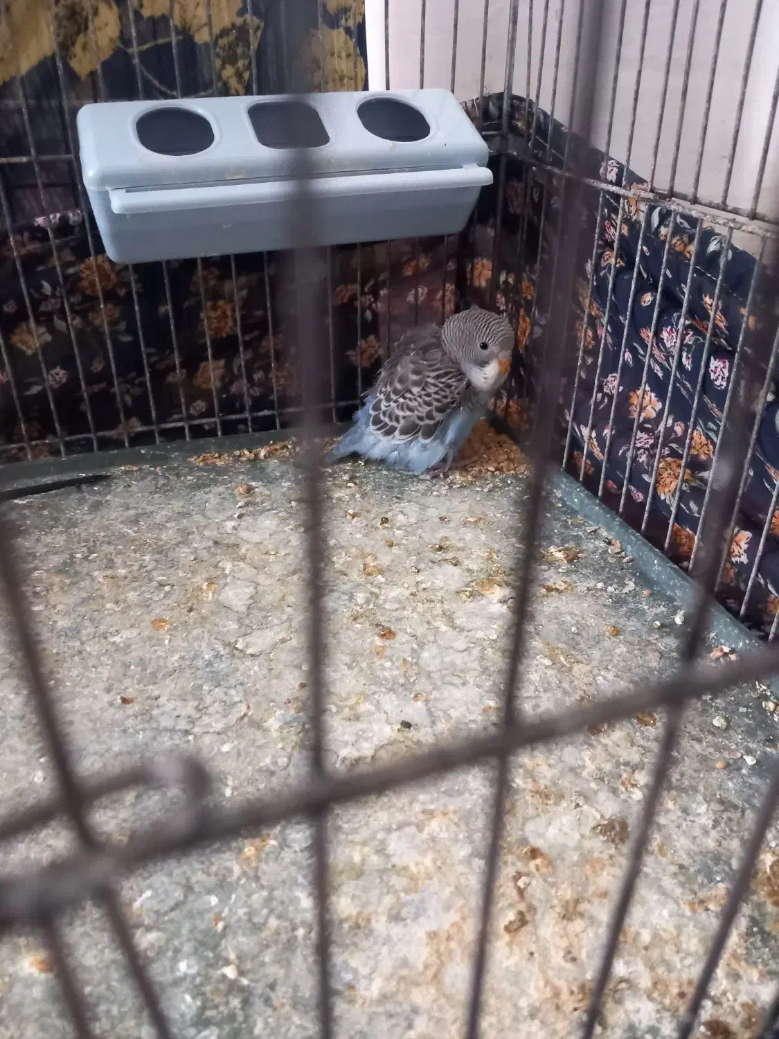 فروش مرغ عشق مولد و انگلیسی|پرنده|تکاب, |دیوار