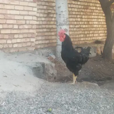 ۱خروس ۸ تا مرغ ۸تا جوجه|حیوانات مزرعه|مرند, |دیوار