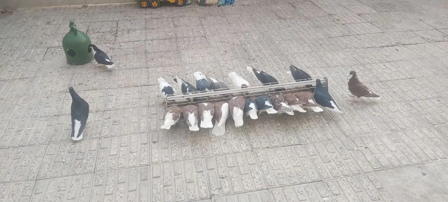 سیاهپوش|پرنده|قزوین, |دیوار