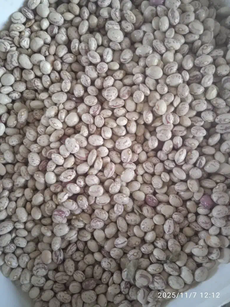 لوبیا چیتی درجه یک|عمده‌فروشی|سده (فارس), |دیوار