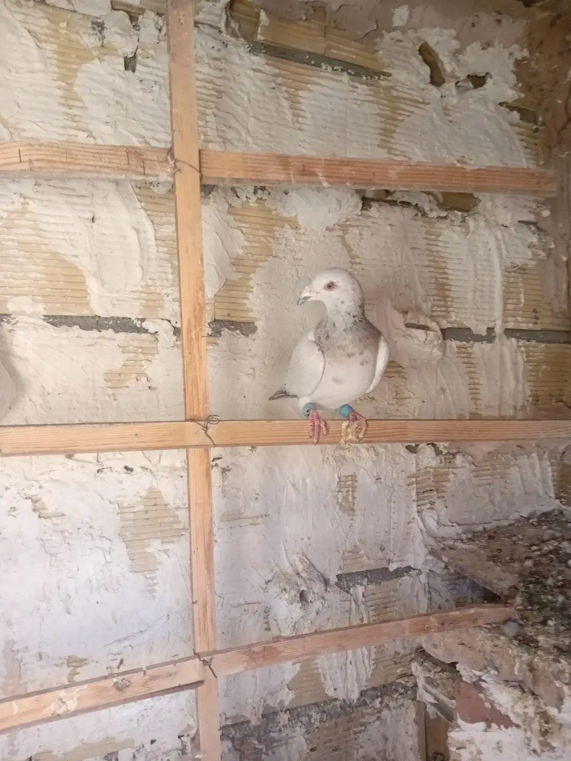 سرورنر|پرنده|چناران, |دیوار