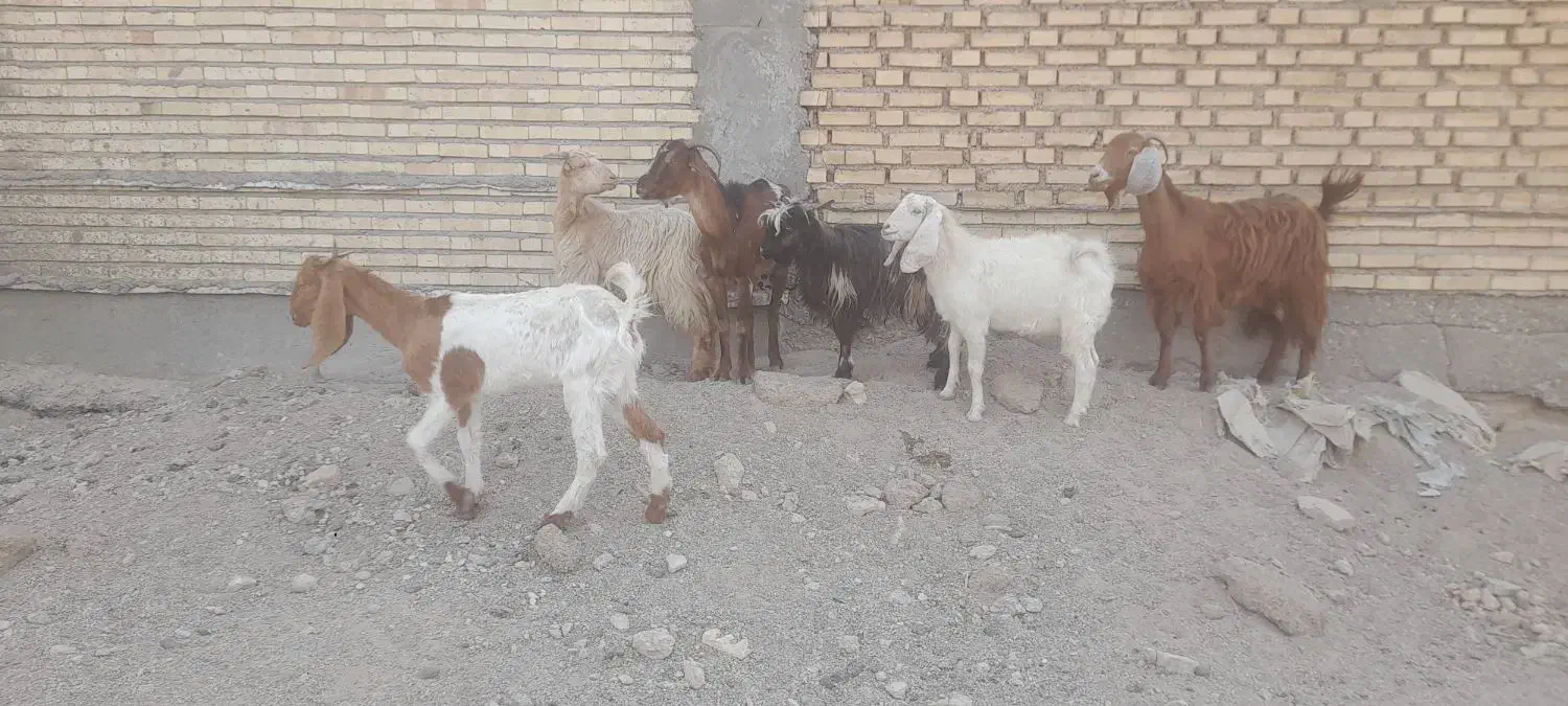 بز ۶عدد   دونر ۴ ماده|حیوانات مزرعه|شادگان, |دیوار