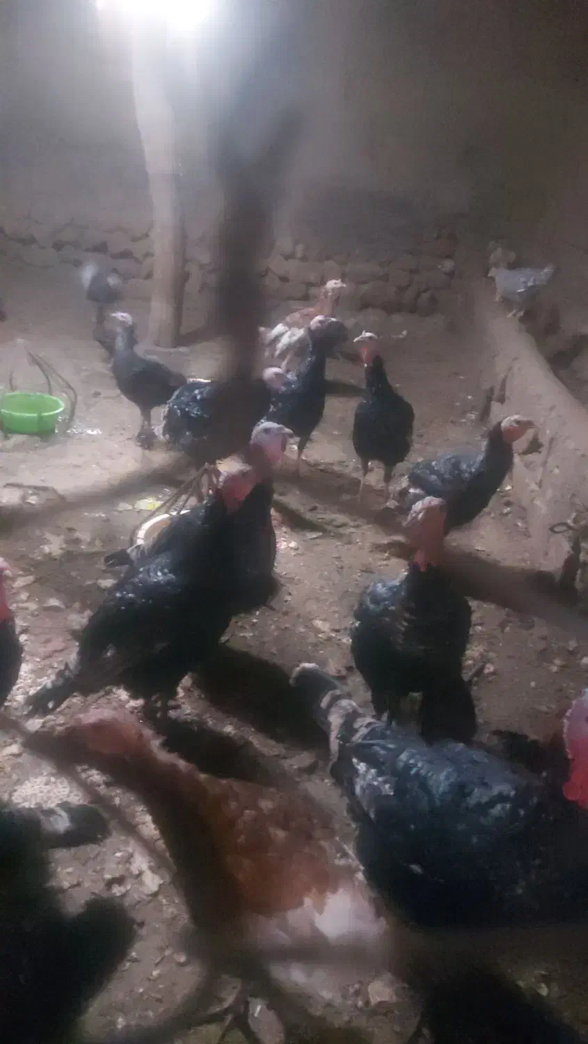 بوقلمون محلی|حیوانات مزرعه|نقده, |دیوار