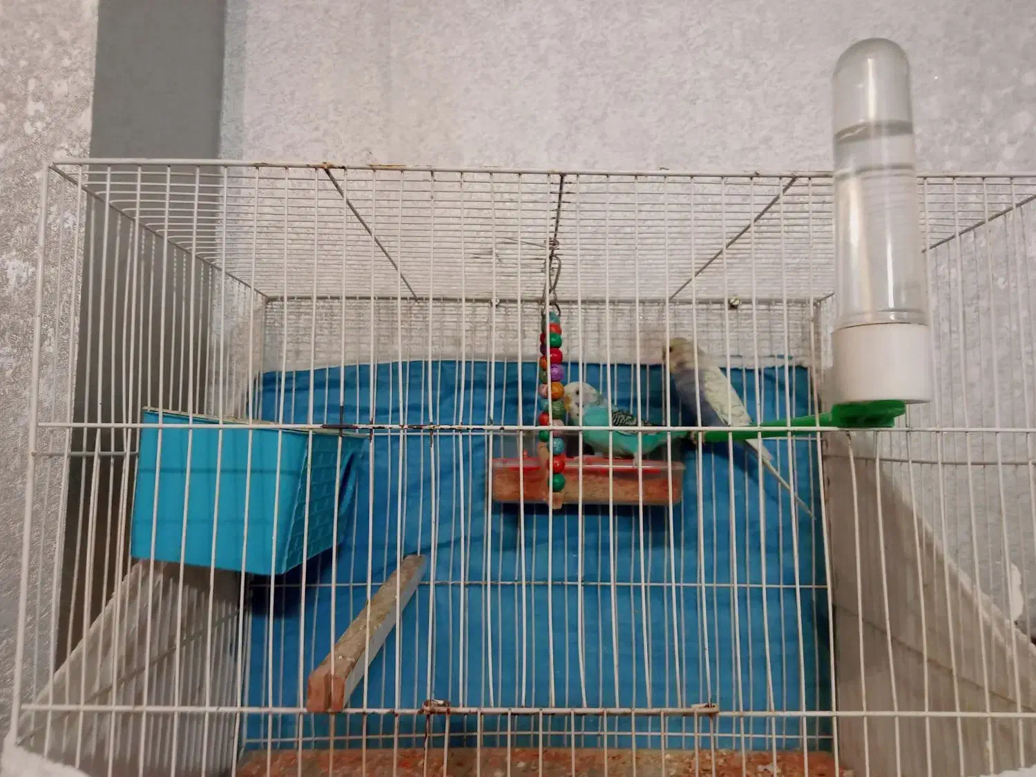 جفت مرغ عشق رینبو با تخم|پرنده|مشهد, کشف|دیوار