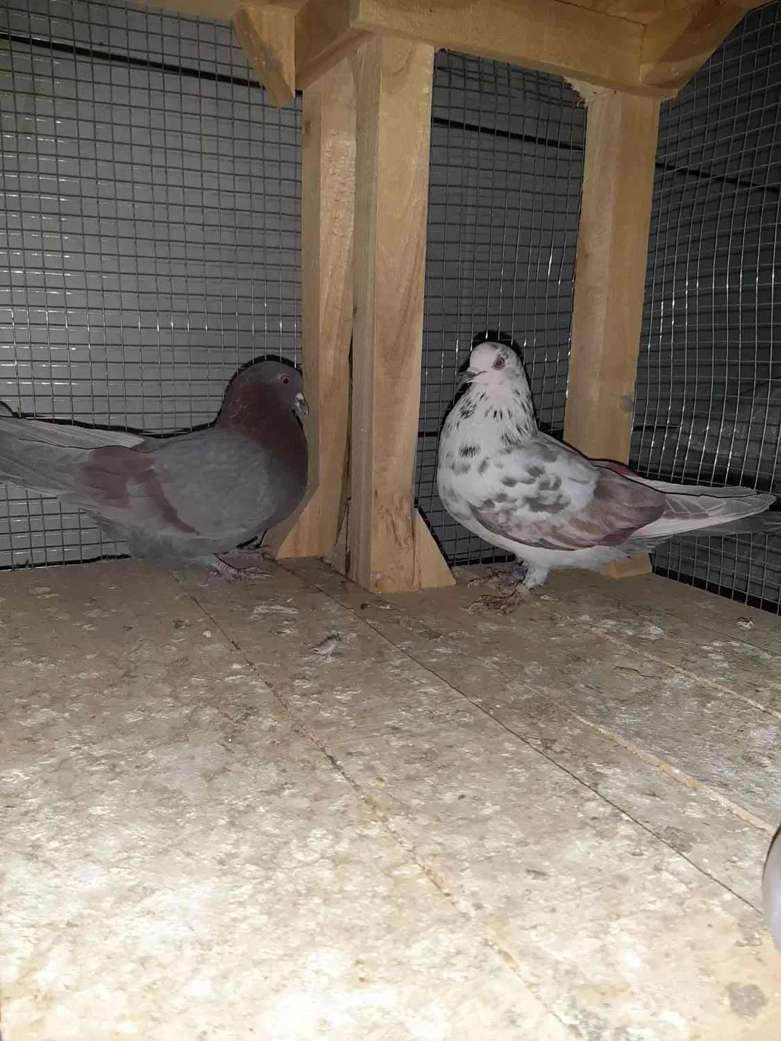 کبوتر|پرنده|داران, |دیوار