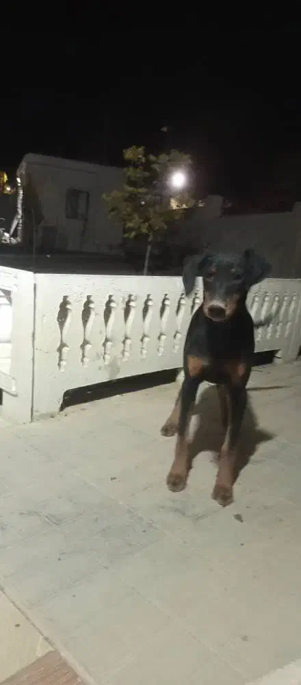 فروش سگ دوبرمن|سگ|کرج, باغستان|دیوار