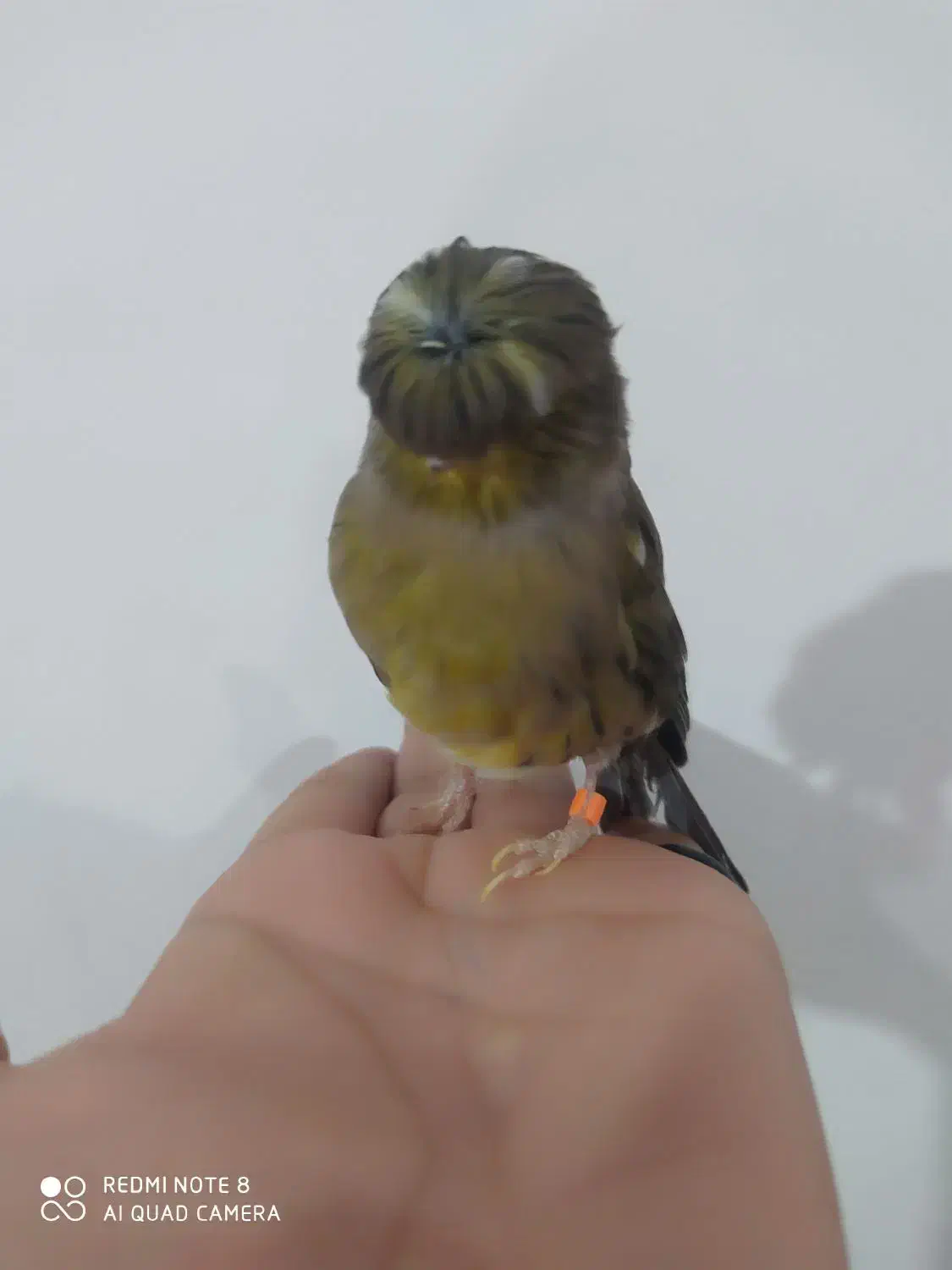 قناری گلاستر ماده|پرنده|ملایر, |دیوار