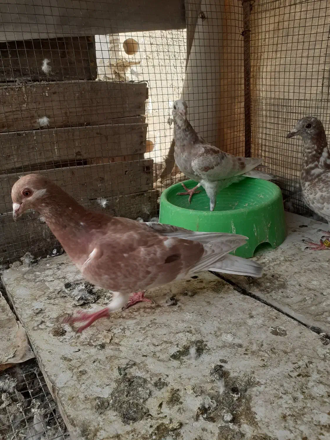 کبوتر|پرنده|آبپخش, |دیوار