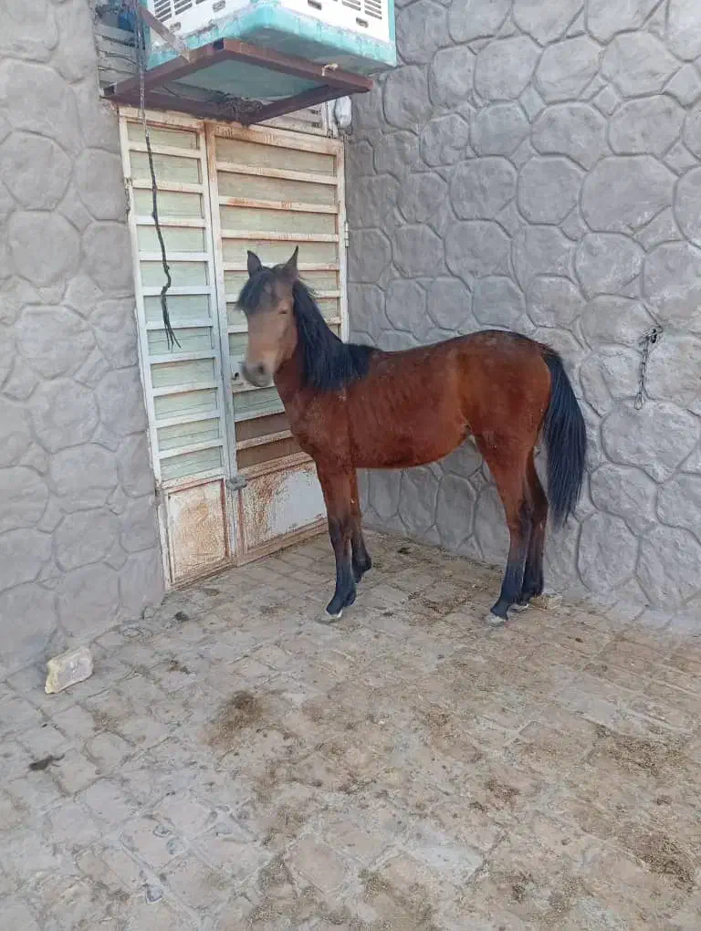 معاوضه کره اسب با موتور یا گوسفند|اسب و تجهیزات اسب‌سواری|رفسنجان, |دیوار