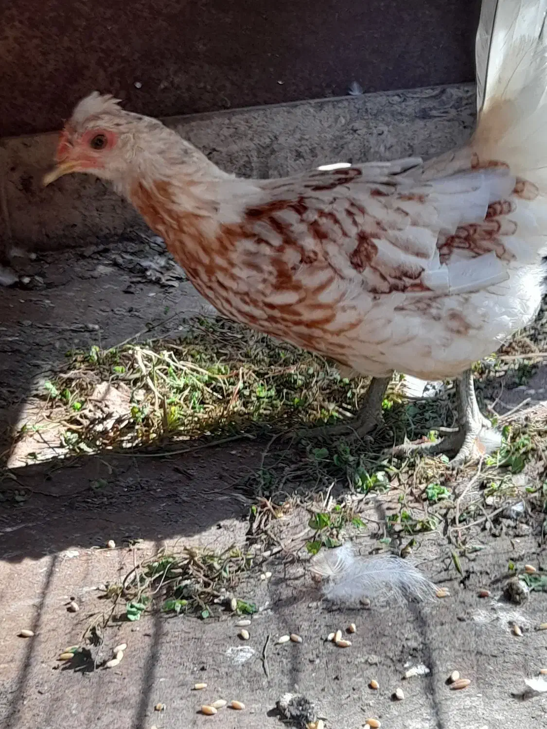 فروش مرغ وخروس|حیوانات مزرعه|رحیمآباد, |دیوار