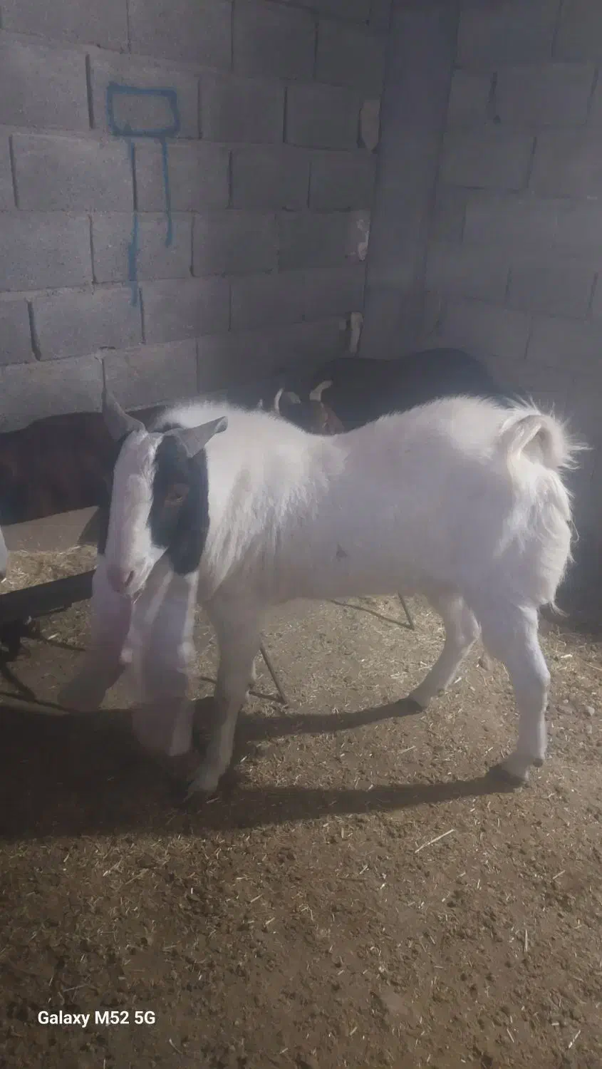 پازن|حیوانات مزرعه|بختگان, |دیوار