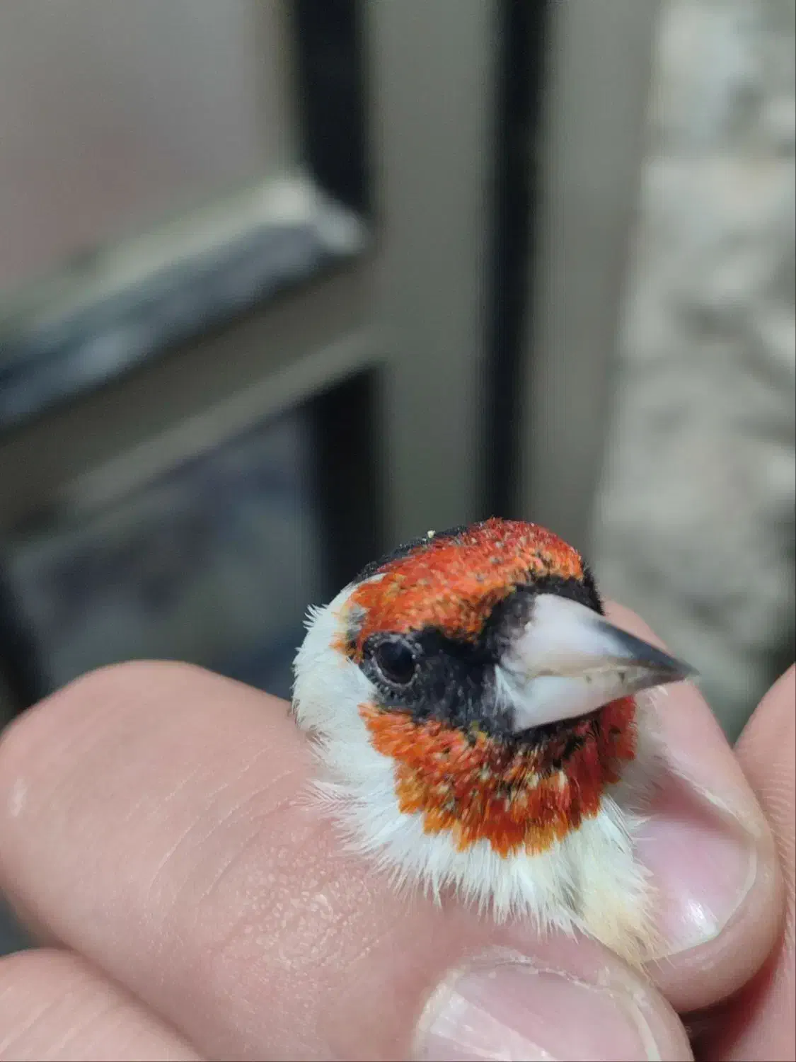 سهره نر درجه یک|پرنده|پارسآباد, |دیوار