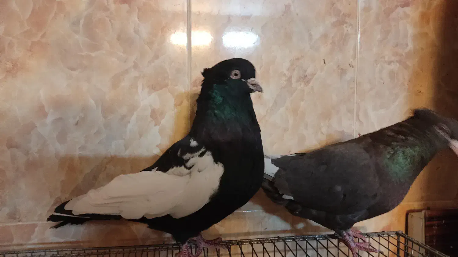 ی جفت سینه سیاه و قهوه ای|پرنده|صدرا-فارس, فاز ۲|دیوار