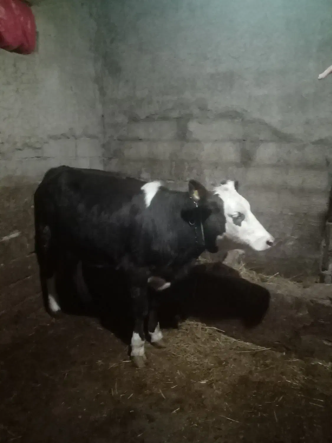 دانا‌ ماده‌ سیمینتال|حیوانات مزرعه|هیر, |دیوار