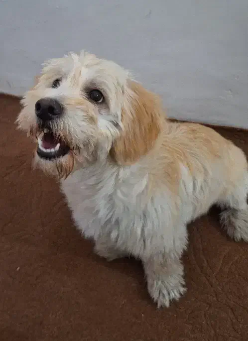 سگ شیتزو تریر|سگ|بیرجند, |دیوار