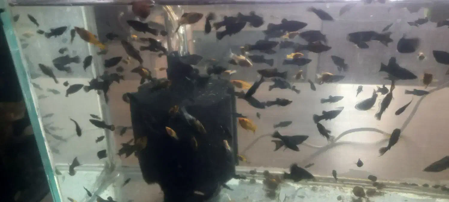 مولی گوپی حلزون|ماهی|پرند, فاز ۵|دیوار