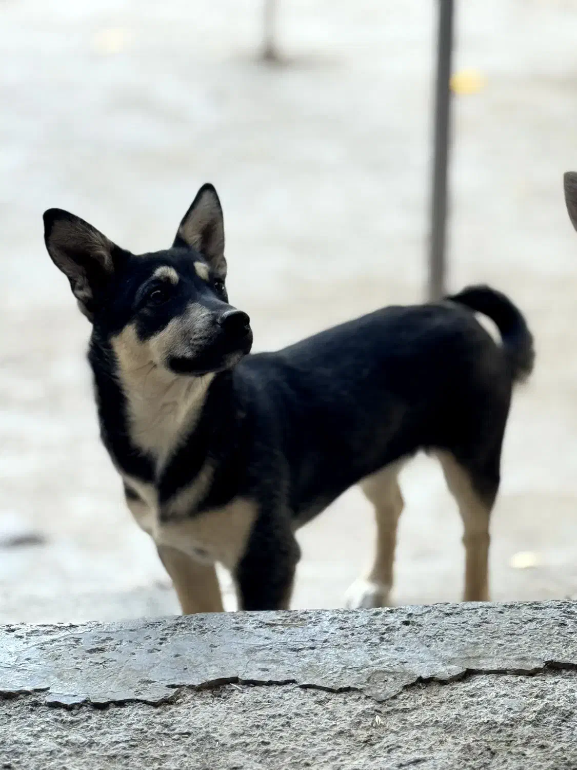 سگ مینیاتور پینچر|سگ|کنگاور, |دیوار