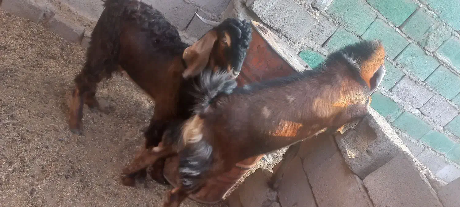 بزچاق وچله نر هردوتاباهم ۳۰میلیون|حیوانات مزرعه|هیرمند, |دیوار