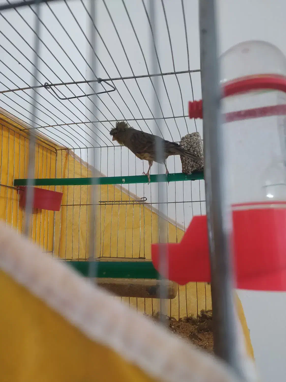 قناری نر|پرنده|خمینی‌شهر, |دیوار