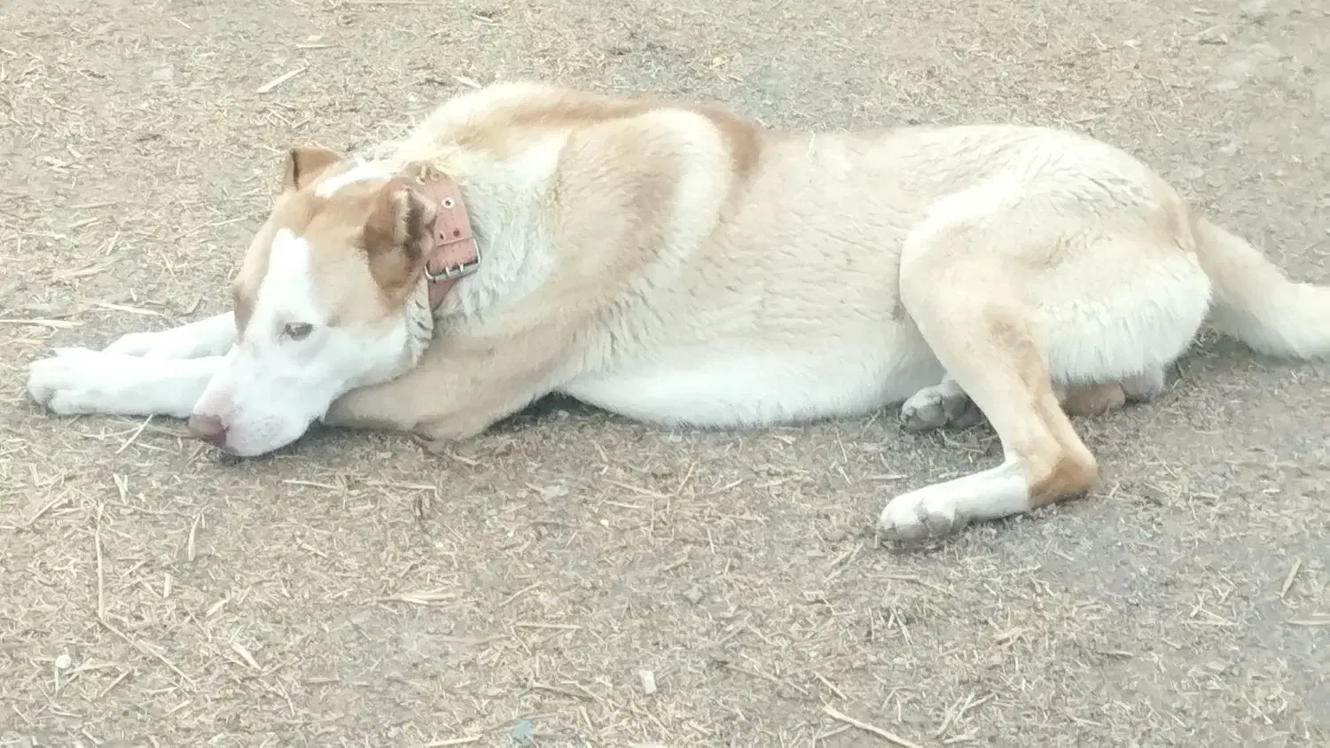 سگ گله|حیوانات|تربت جام, شهید مدرس|دیوار